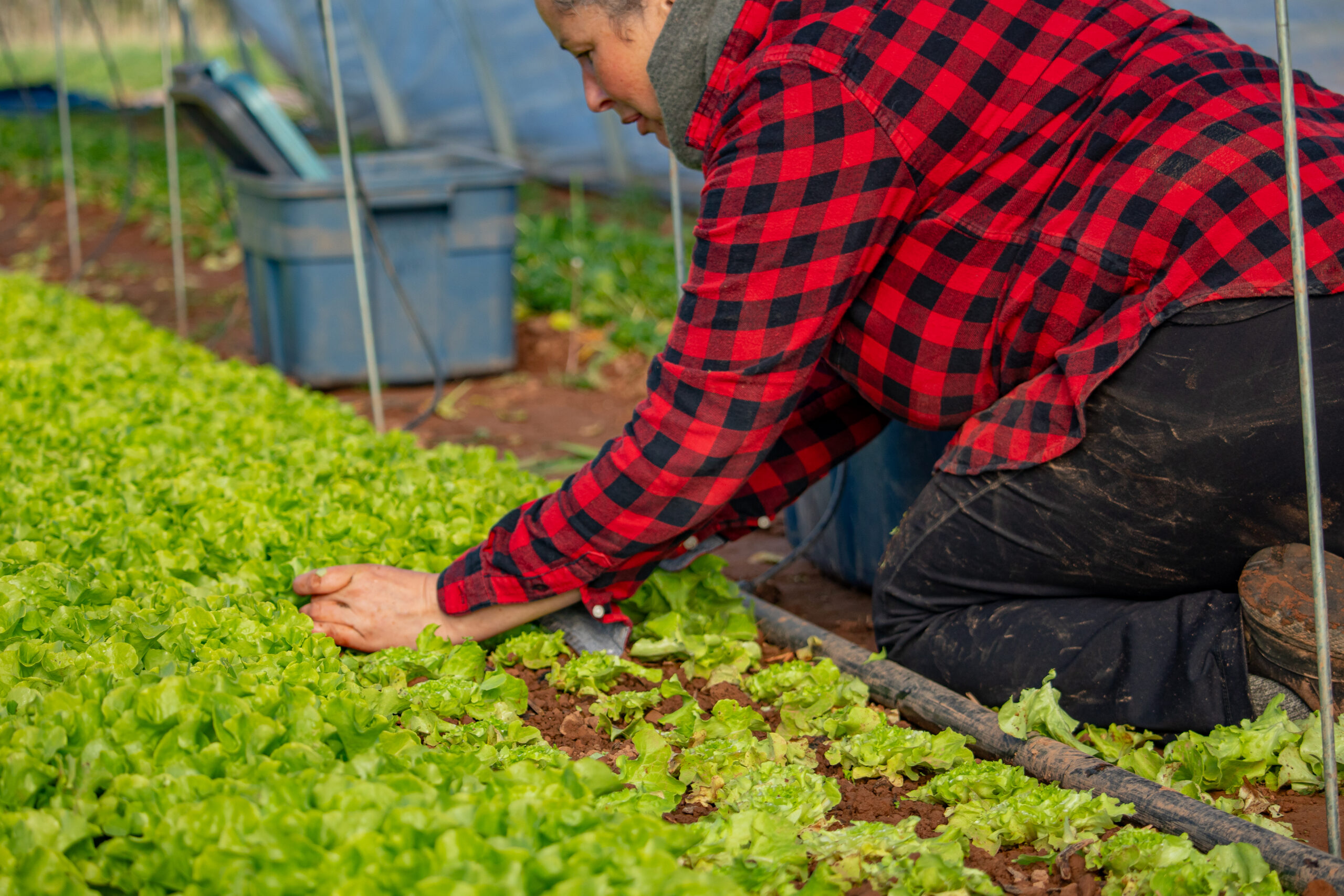 A farmer examines lettuce plants