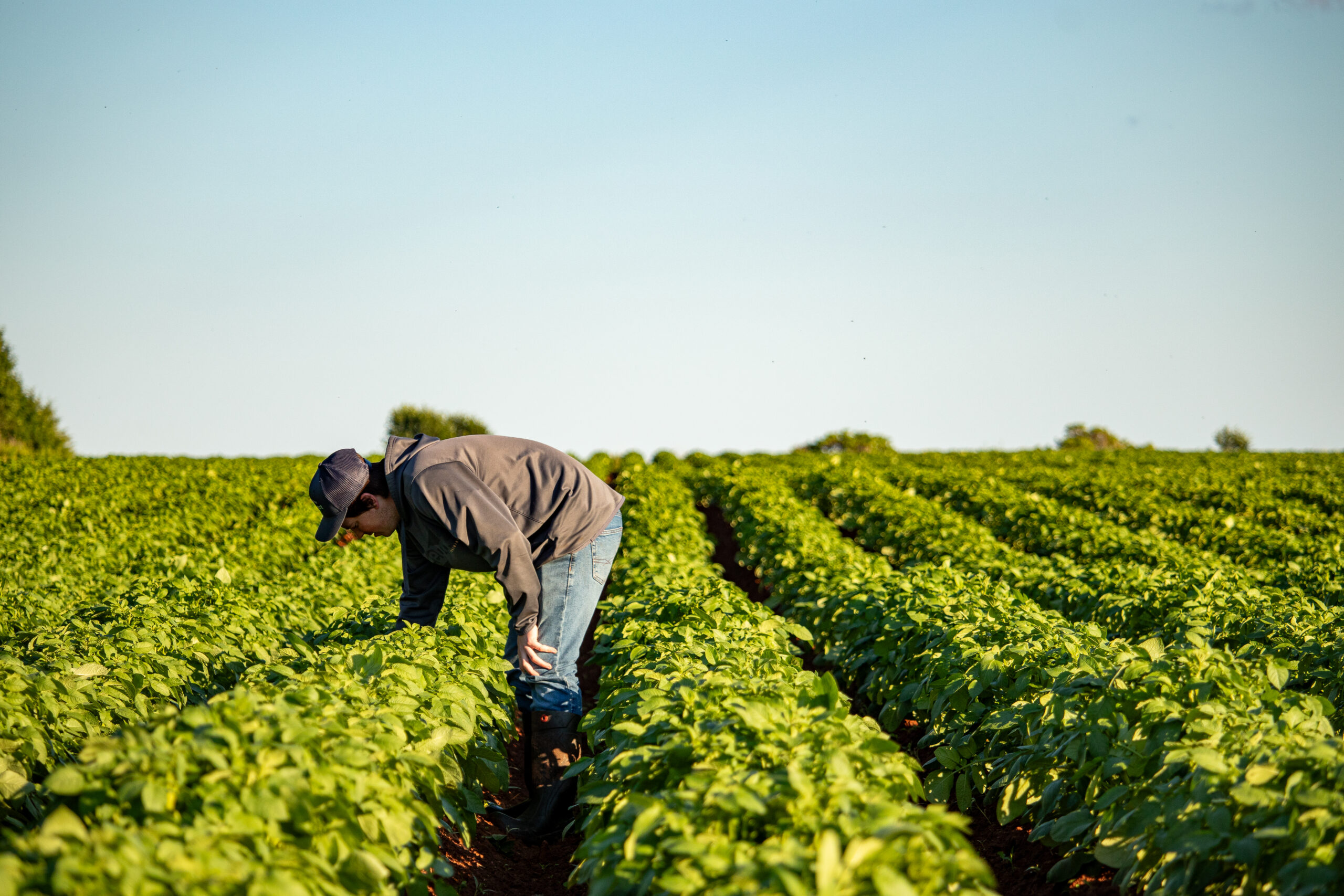 Farmer examines potato fields